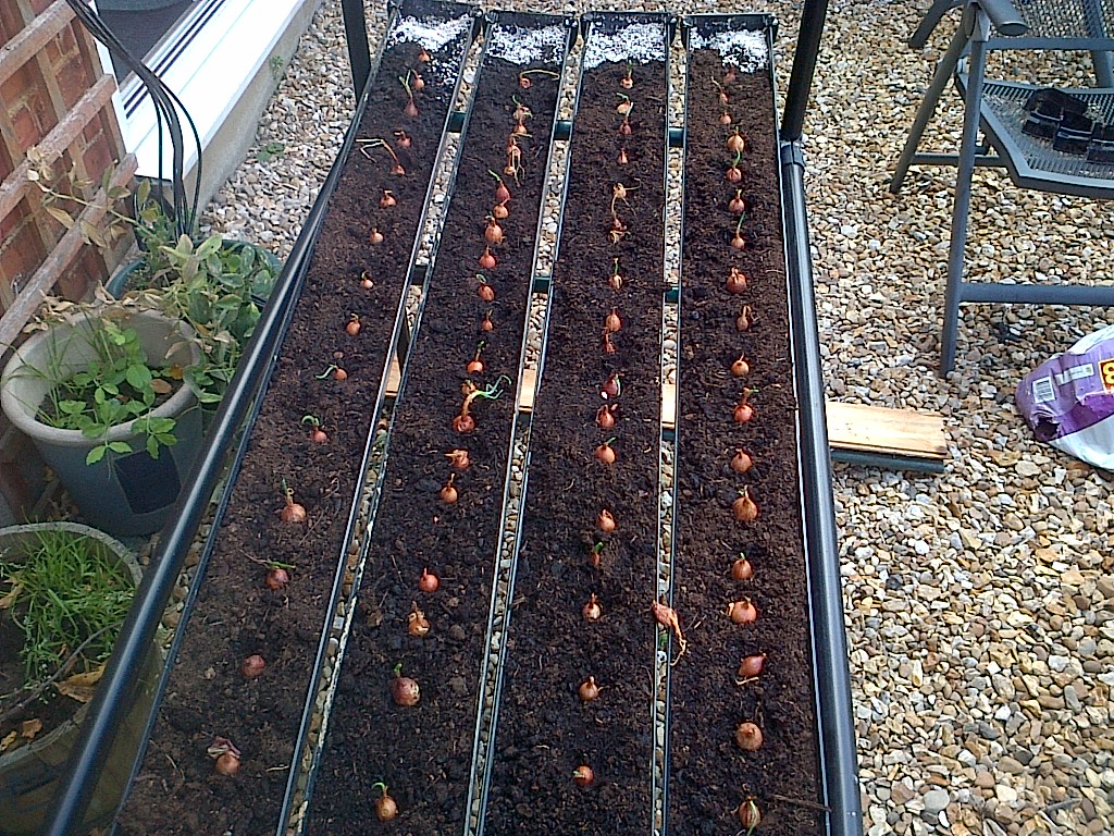 Gutters with compost and onions